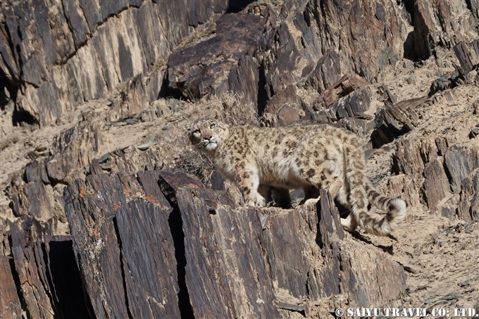 ユキヒョウ　カラコルム山脈　クンジュラブ国立公園　パキスタン　Snow leopard Khunjerab national park pakistan