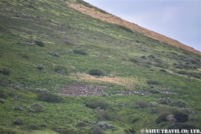 ⑦初根崎の繁殖地アホウドリ　鳥島クルーズShort-tailed Albatross Tori-shima Island Hatsunezaki albatross breading ground