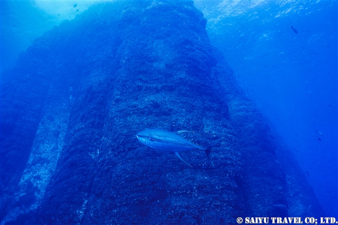 キハダ　ソコロ諸島　レビジャヒヘド諸島　ロカパルティーダ Socorro Roca Partida Revillagigedo (8)