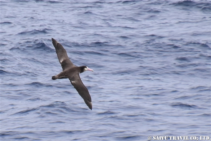 ④鳥島到着前　アホウドリの若鳥アホウドリ　鳥島クルーズShort-tailed Albatross Tori-shima Island