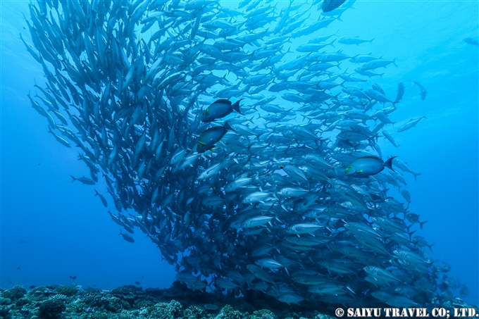 粟国島　ギンガメトルネード　AGUNI DIVE IN JAPAN