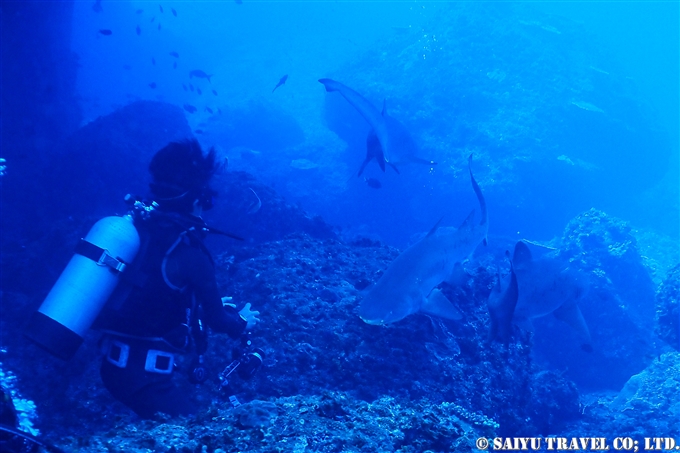 bonin island Ogasawara dive in ogasawara シロワニ　嫁のマグロ穴　聟島列島　ケータ遠征 (15)