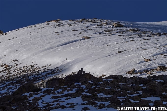 ユキヒョウ　クンジュラブ峠 Snow Leopard Expedition Khunjerab National Park (4)