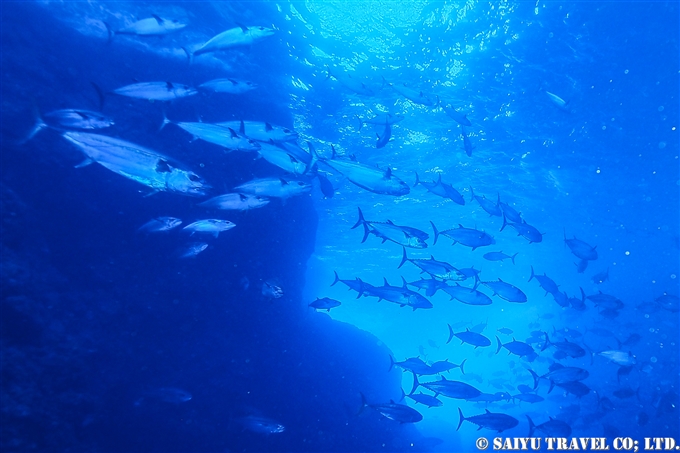 bonin island Ogasawara dive in ogasawara シロワニ　嫁のマグロ穴　聟島列島　ケータ遠征 (16)