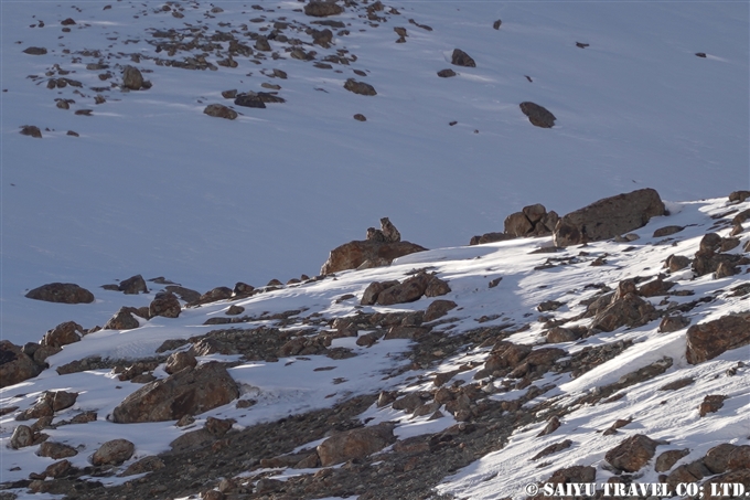 ユキヒョウ　クンジュラブ峠 Snow Leopard Expedition Khunjerab National Park (2)