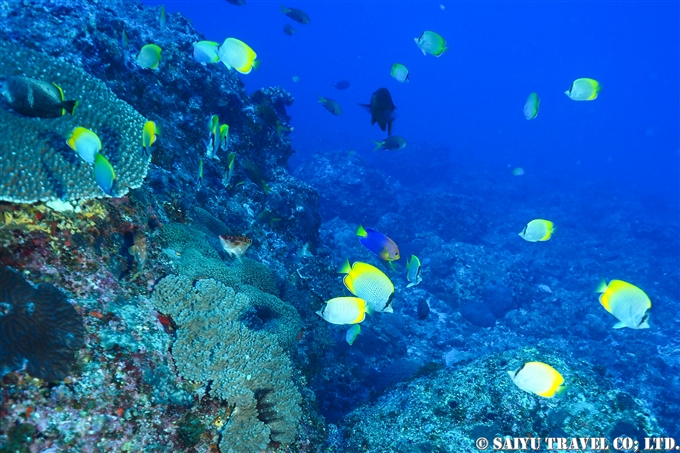 bonin island Ogasawara dive in ogasawara コクテンカタギ　聟島列島　ケータ遠征 (8)