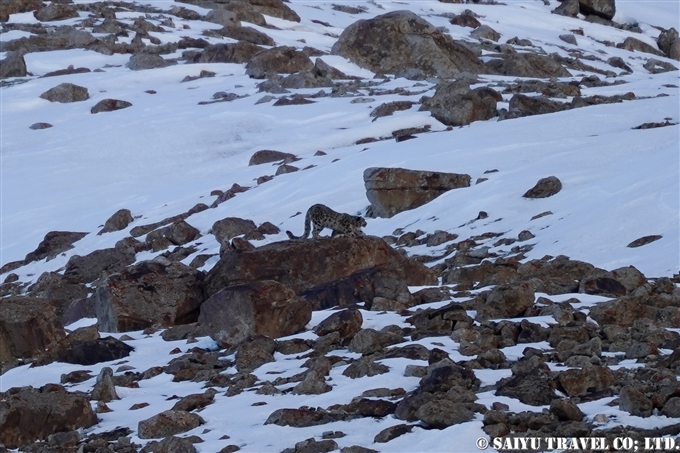 ユキヒョウ　クンジュラブ峠 Snow Leopard Expedition Khunjerab National Park (5)