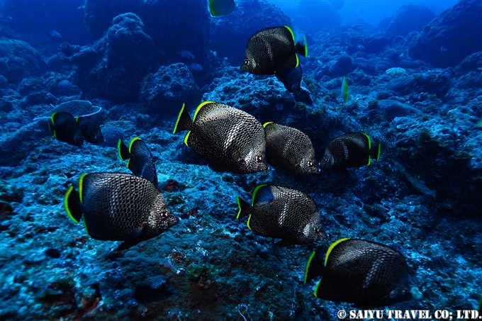 bonin island Ogasawara dive in ogasawara ユウゼン　聟島列島　ケータ遠征 (9)