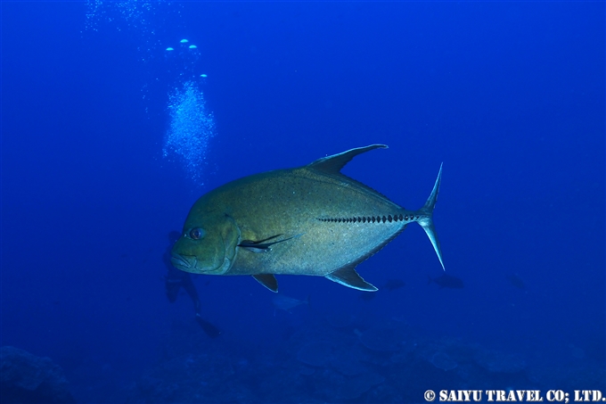 bonin island Ogasawara dive in ogasawara カッポレ　聟島列島　ケータ遠征 (10)