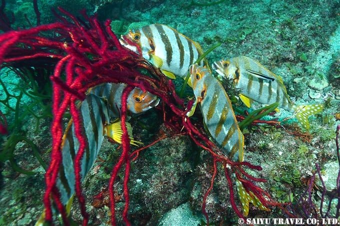 館山 TATEYAMA diving　タカノハダイのクリニーニングステ－ション