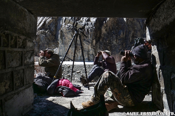 ユキヒョウの観察　パキスタン　Snow Leopard observation Pakistan (2)