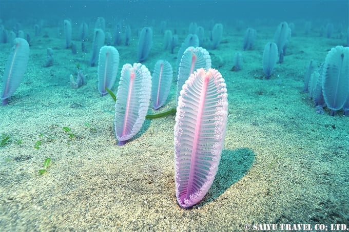 館山 TATEYAMA diving Seapen ヤナギウミエラ (2)