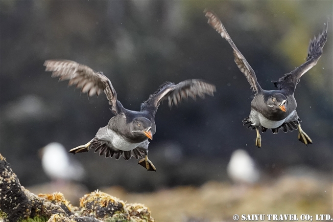 天売島　ウトウ　ケイマフリ号　Rhinoceros Auklet Teuri Island Bird Photography (15)