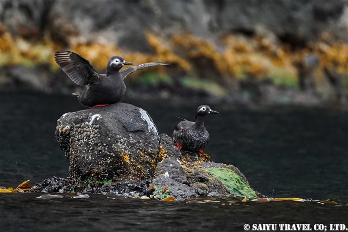 ケイマフリ　Spectacled guillemot 天売島　Teuri Island 海の宇宙館　ケイマフリ号 (8)