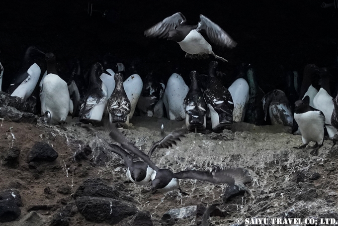 オロロン鳥　ウミガラス　天売島　ウミガラス繁殖地 Common Murre Common Guillemot Teuri island (17)