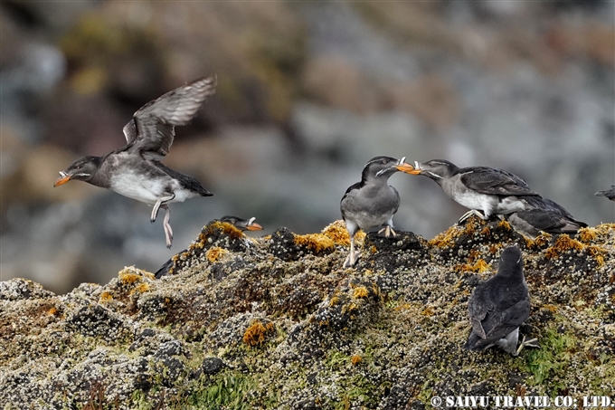 天売島　ウトウ　ケイマフリ号　Rhinoceros Auklet Teuri Island Bird Photography (11)