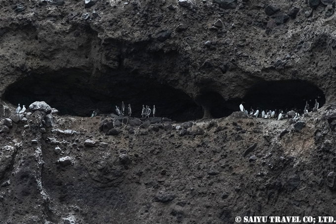 オロロン鳥　ウミガラス　天売島　ウミガラス繁殖地 Common Murre Common Guillemot Teuri island (14)