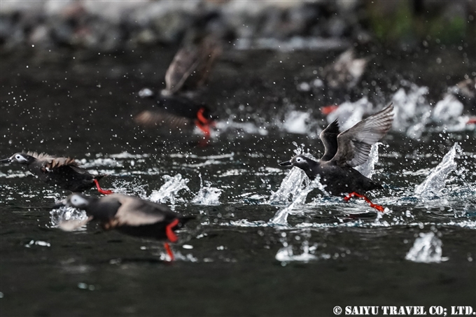 ケイマフリ　Spectacled guillemot 天売島　Teuri Island 海の宇宙館　ケイマフリ号 (10)