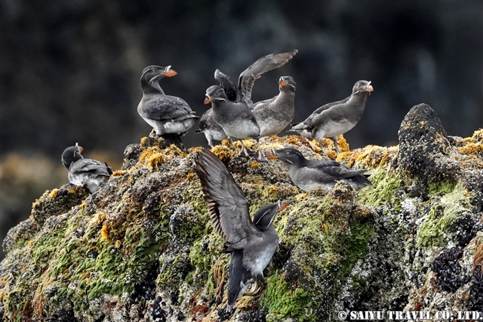 天売島　ウトウ　ケイマフリ号　Rhinoceros Auklet Teuri Island Bird Photography (5)