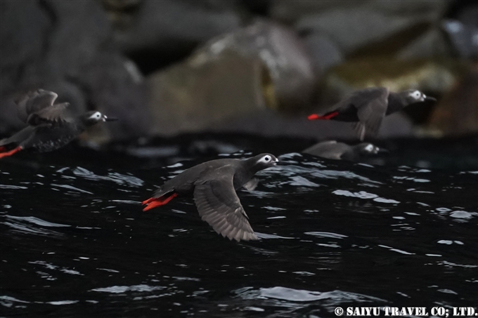 ケイマフリ　Spectacled guillemot 天売島　Teuri Island 海の宇宙館　ケイマフリ号 (7)