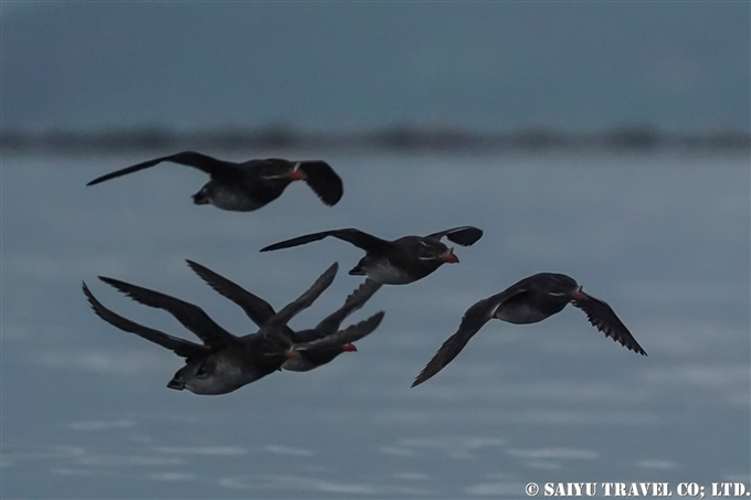 天売島　ウトウの帰巣　ウトウ　Rhinoceros Auklet Teuri Island Sunset 天売島の夕陽 (1)