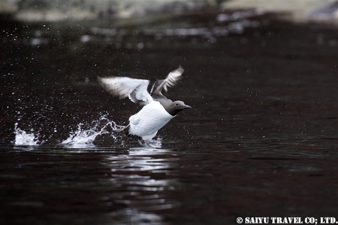 オロロン鳥　ウミガラス　天売島　ウミガラス繁殖地 Common Murre Common Guillemot Teuri island (10)