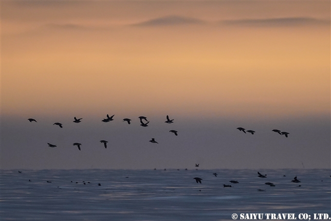 天売島　ウトウの帰巣　ウトウ　Rhinoceros Auklet Teuri Island Sunset 天売島の夕陽 (2)