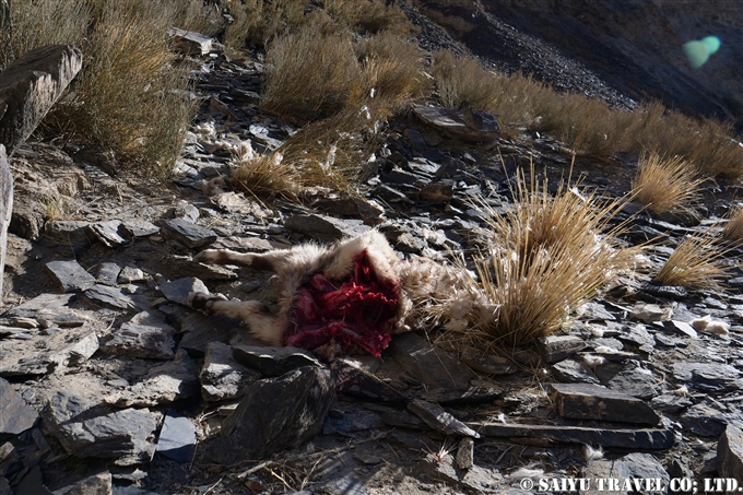 ユキヒョウの観察　パキスタン　Snow Leopard observation Pakistan (1)