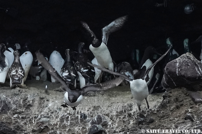 オロロン鳥　ウミガラス　天売島　ウミガラス繁殖地 Common Murre Common Guillemot Teuri island (18)