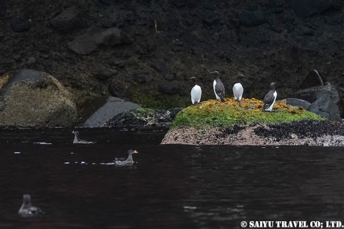 オロロン鳥　ウミガラス　天売島　ウミガラス繁殖地 Common Murre Common Guillemot Teuri island (12)