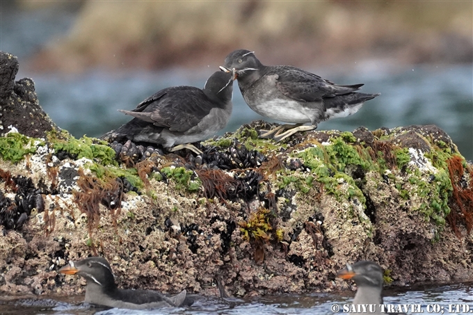 天売島　ウトウ　ケイマフリ号　Rhinoceros Auklet Teuri Island Bird Photography (13)