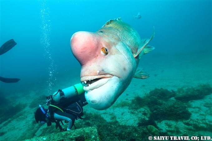 館山 TATEYAMA diving 頼子　Yoriko コブダイ Asian sheepshead wrasse (2)