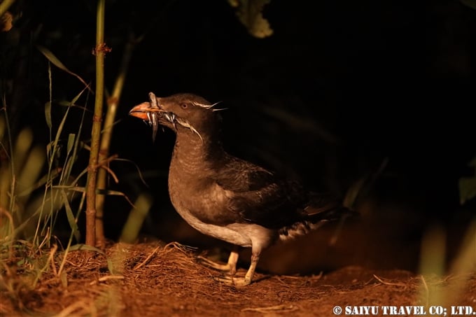 天売島　ウトウの帰巣 Rhinoceros Auklet Teuri Island