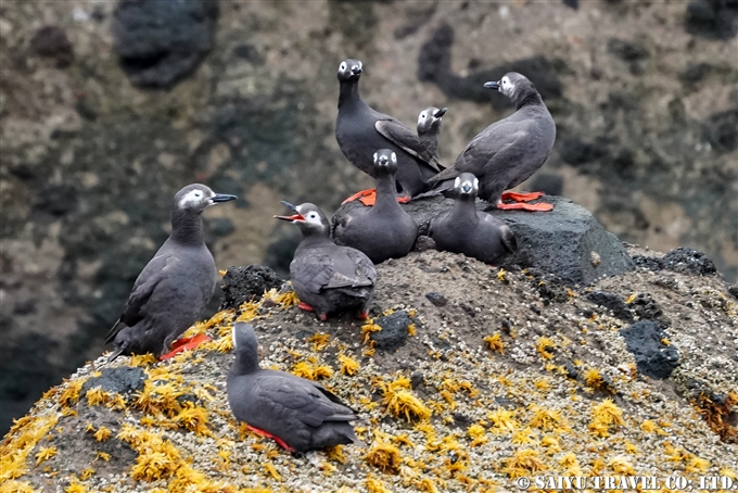 ケイマフリ　Spectacled guillemot 天売島　Teuri Island 海の宇宙館　ケイマフリ号 (5)