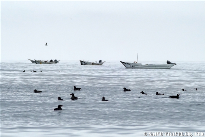 ウニ漁とウトウ　天売島　海鳥塾 (1)