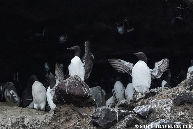 オロロン鳥　ウミガラス　天売島　ウミガラス繁殖地 Common Murre Common Guillemot Teuri island (19)