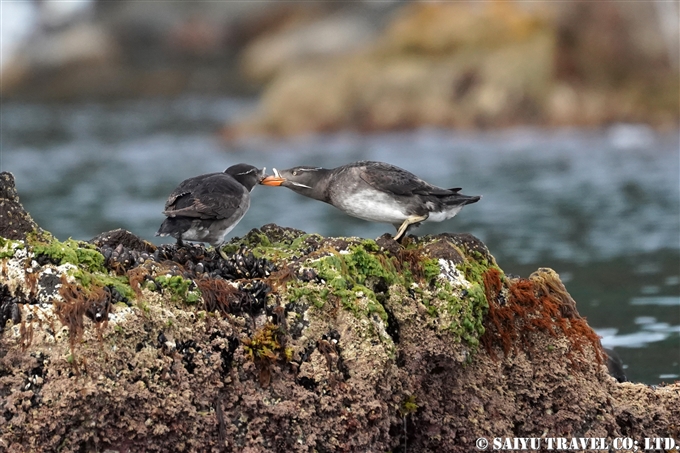 天売島　ウトウ　ケイマフリ号　Rhinoceros Auklet Teuri Island Bird Photography (12)