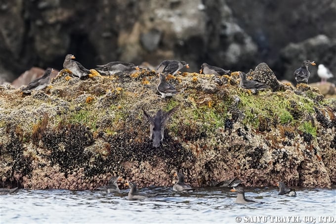 天売島　ウトウ　ケイマフリ号　Rhinoceros Auklet Teuri Island Bird Photography (8)