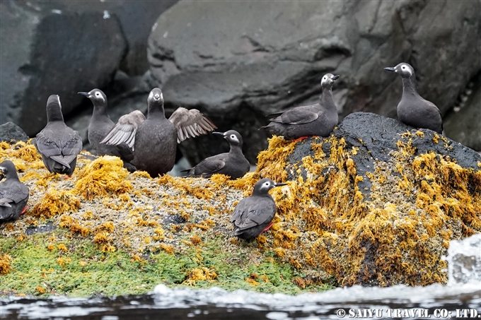 ケイマフリ　Spectacled guillemot 天売島　Teuri Island 海の宇宙館　ケイマフリ号 (3)