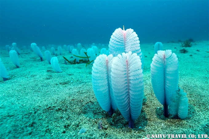 館山 TATEYAMA diving Seapen ヤナギウミエラ