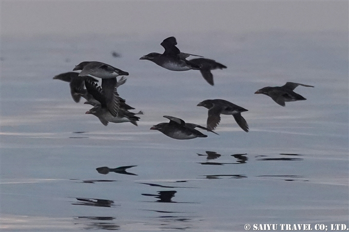 天売島　ウトウの帰巣　ウトウ　Rhinoceros Auklet Teuri Island Sunset 天売島の夕陽 (3)