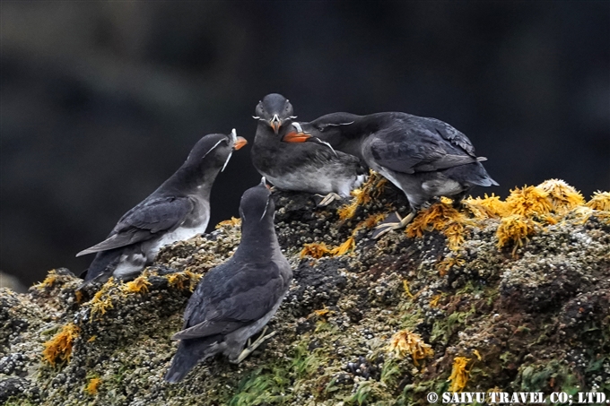 天売島　ウトウ　ケイマフリ号　Rhinoceros Auklet Teuri Island Bird Photography (1)