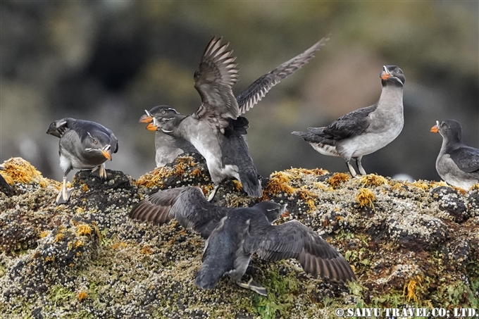 天売島　ウトウ　ケイマフリ号　Rhinoceros Auklet Teuri Island Bird Photography (10)