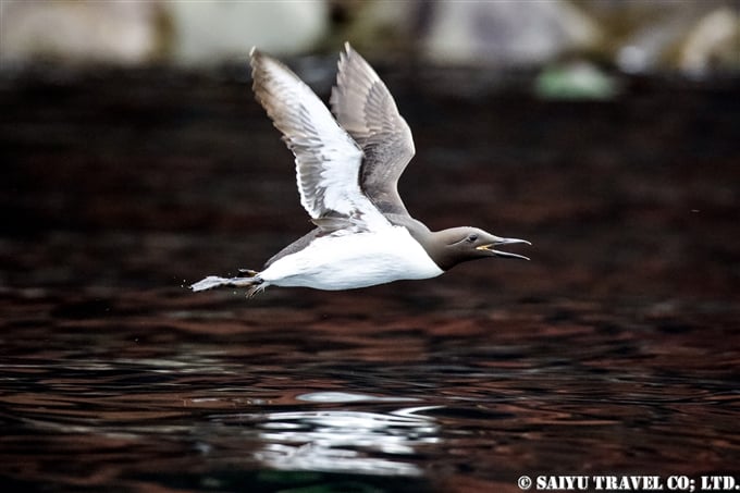 オロロン鳥　ウミガラス　天売島　ウミガラス繁殖地 Common Murre Common Guillemot Teuri island (11)