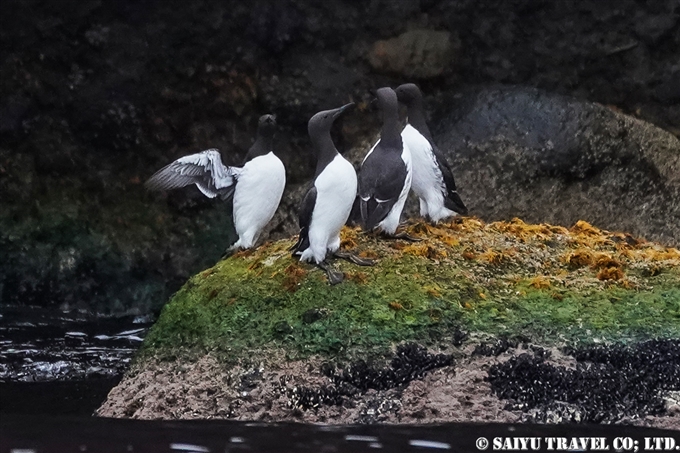 オロロン鳥　ウミガラス　天売島　ウミガラス繁殖地 Common Murre Common Guillemot Teuri island (11)