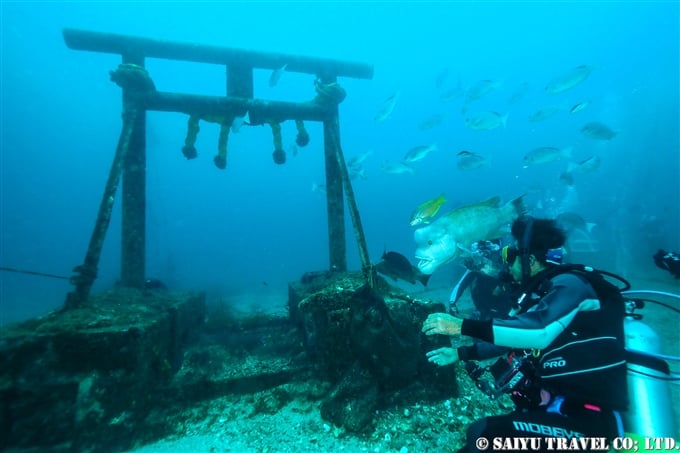 館山 TATEYAMA diving 頼子　Yoriko コブダイ Asian sheepshead wrasse