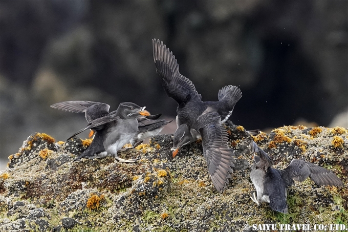 天売島　ウトウ　ケイマフリ号　Rhinoceros Auklet Teuri Island Bird Photography (7)