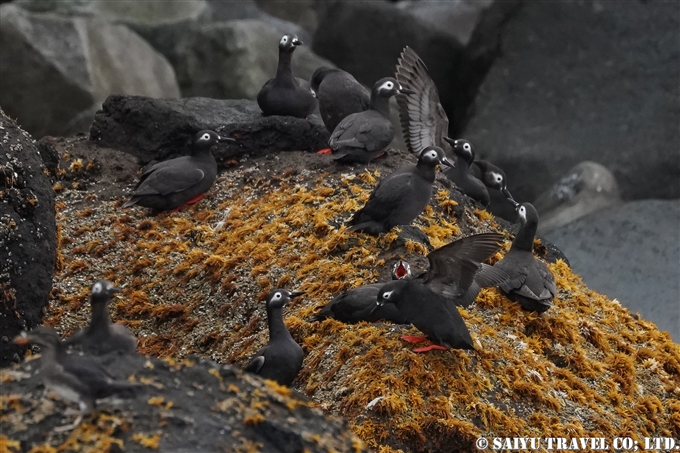 ケイマフリ　Spectacled guillemot 天売島　Teuri Island 海の宇宙館　ケイマフリ号 (1)