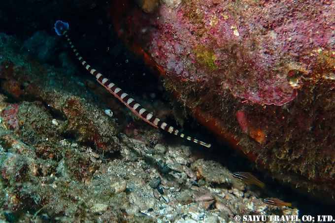 オイランヨウジ Banded pipefish 屋久島 (6)