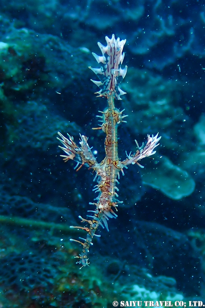 ニシキフウライウオ　Harlequin ghost pipefish 屋久島 (9)